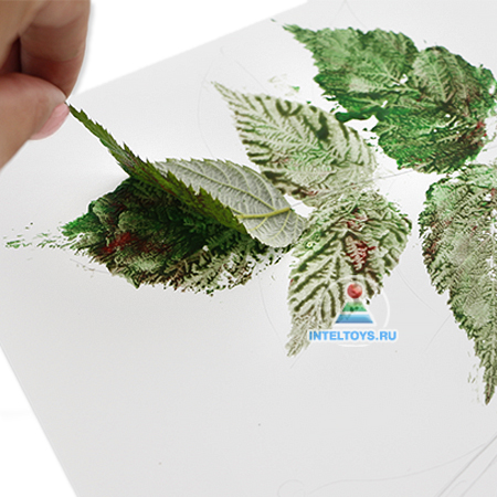 Рисование отпечатками листьев описание